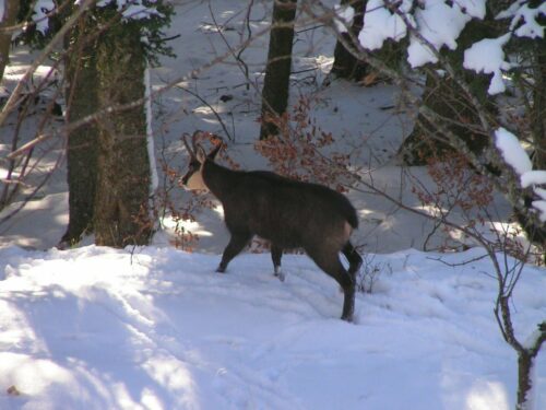 Dates des battues de chasse